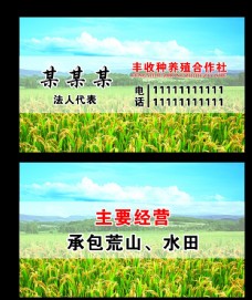 大自然水稻名片