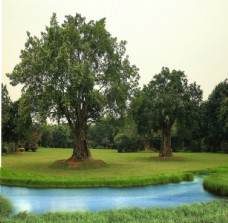 大自然池边榕树大榕树图