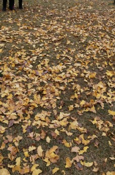 秋天叶子