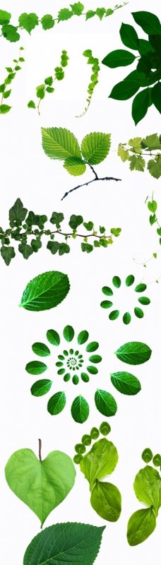 脚印设计抠图素材绿叶子藤蔓抠图绿色植物