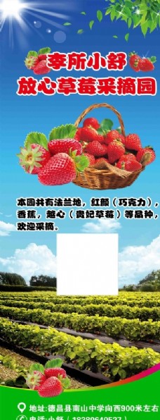 水果采购草莓园