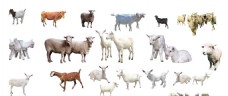 羊 分层抠图