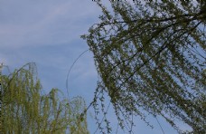 西安浐灞湿地公园垂柳