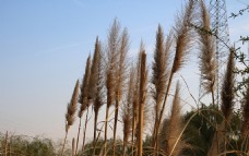 西安浐灞湿地公园卢苇
